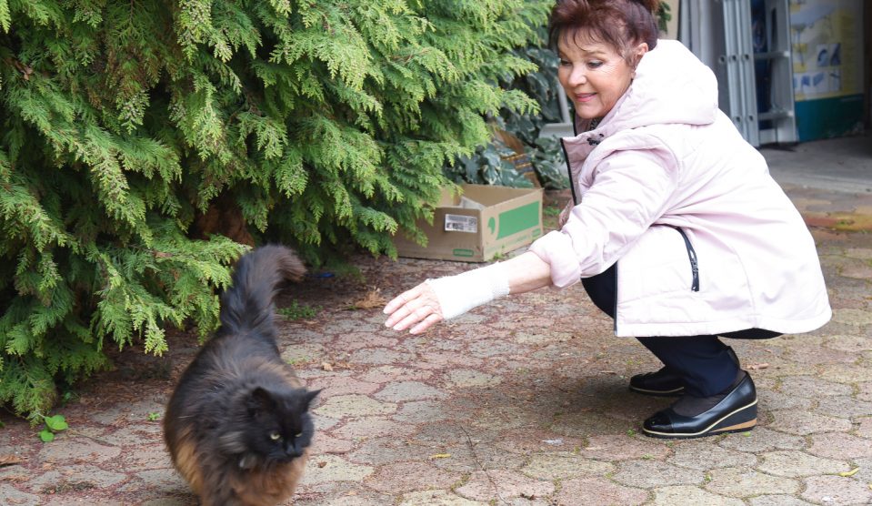 dzsupin-ipolya-nyito - Story